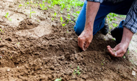 imagen de hombre plantando semillas