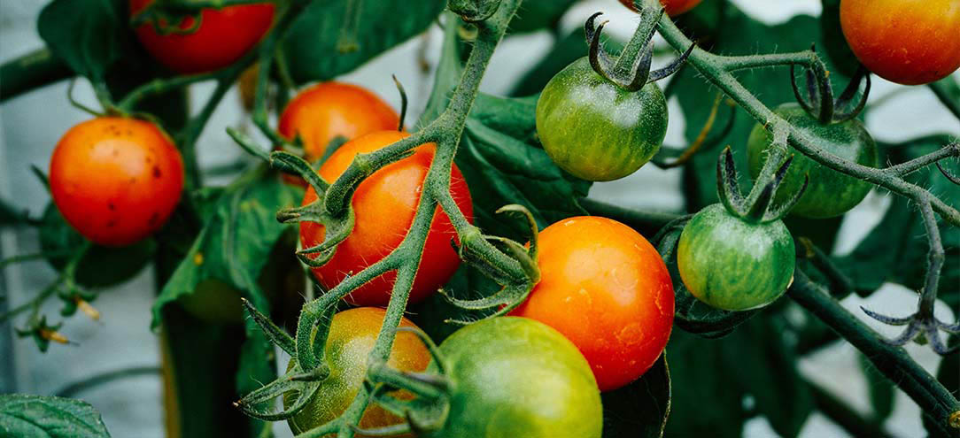 verduras en el árbol