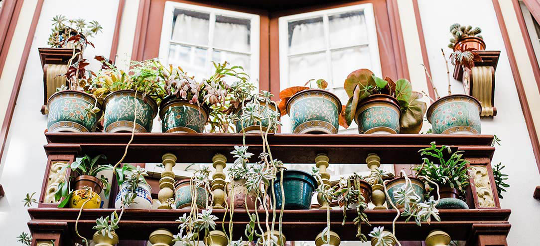 imagen de plantas sobre estante