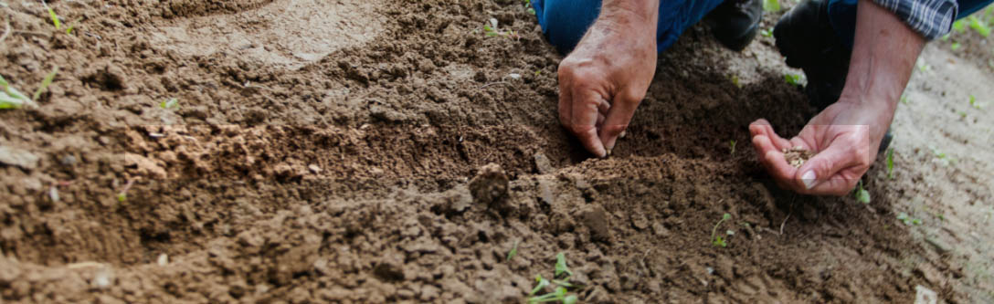 imagen de hombre plantando semillas