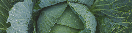 lechuga